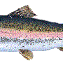 trout.gif